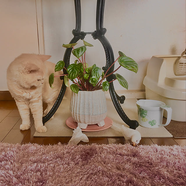 naokoさんの実例写真