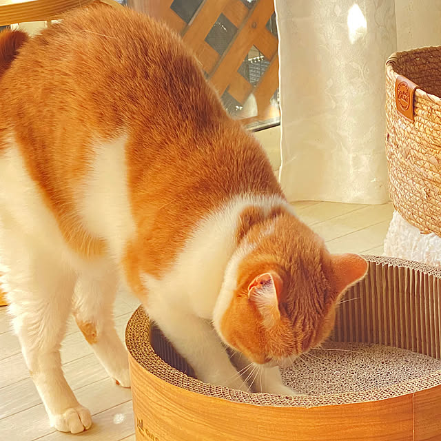 mintteaさんの部屋