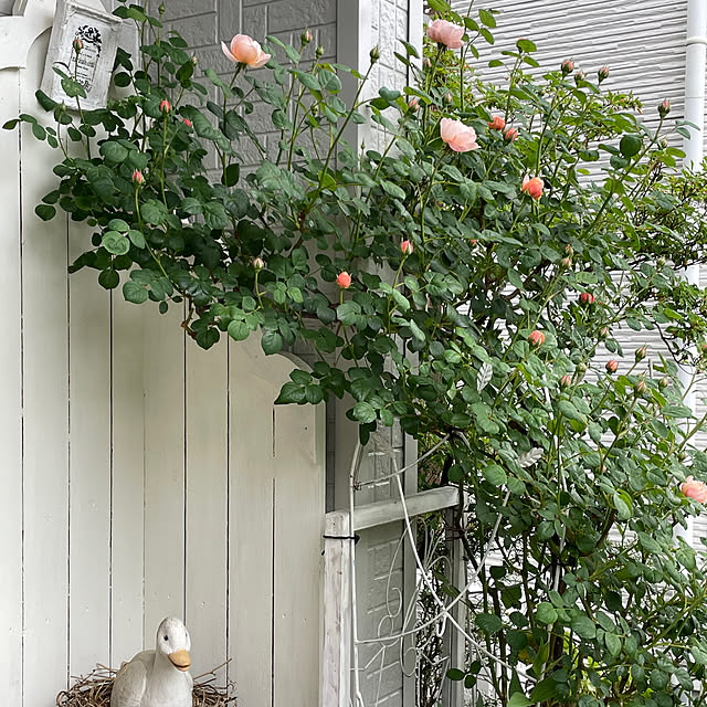 shiropenguinさんの部屋