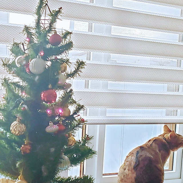 megu.catさんの実例写真
