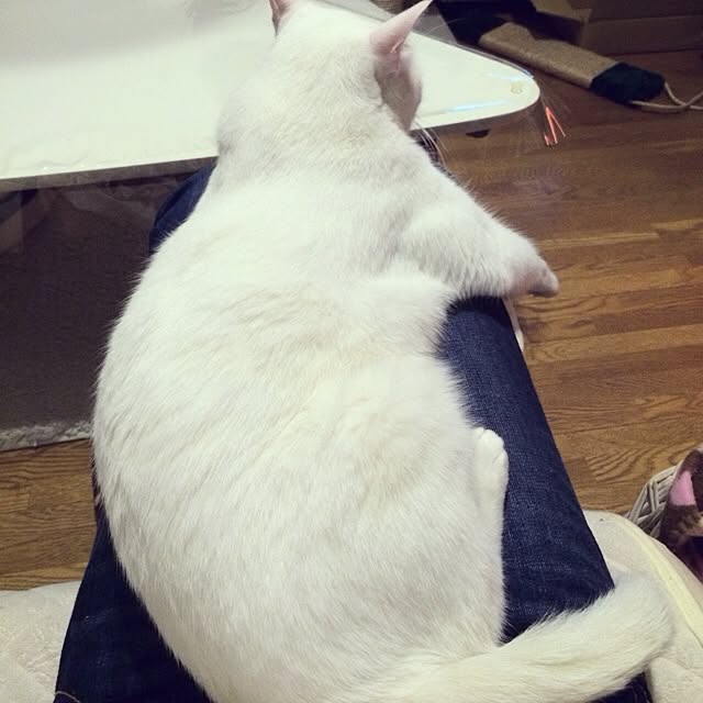 inoさんの実例写真