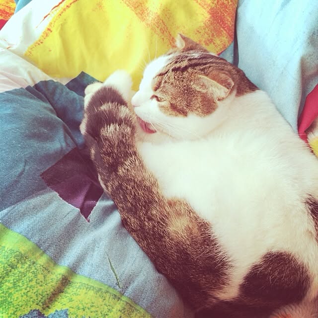 paletoneさんの実例写真