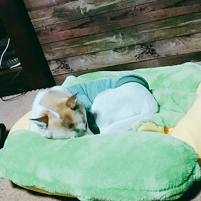 catLoverさんの実例写真