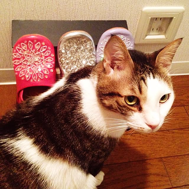 sachiさんの実例写真