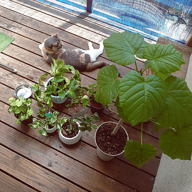 fukuさんの実例写真