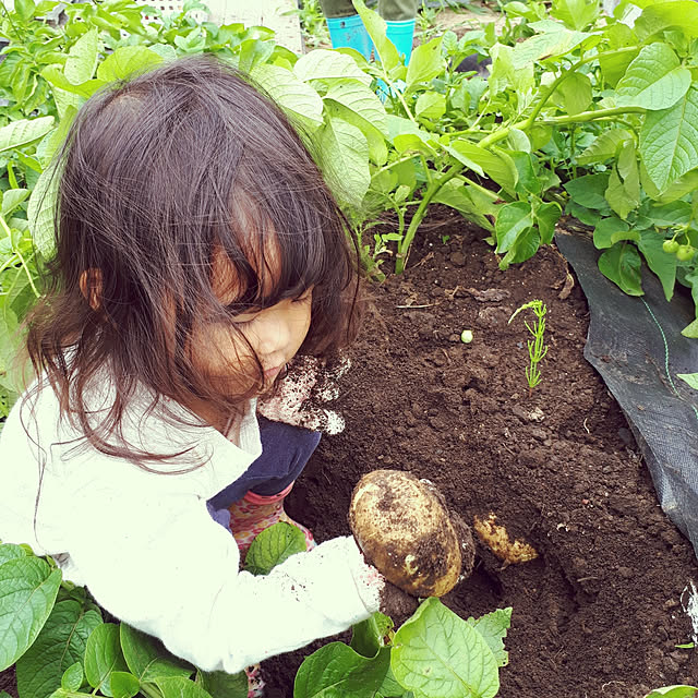 pumpkin11さんの実例写真