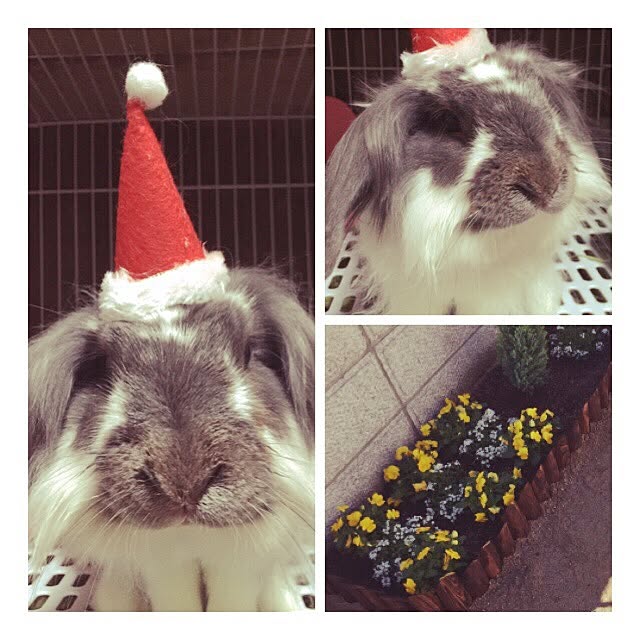 kaorinさんの実例写真