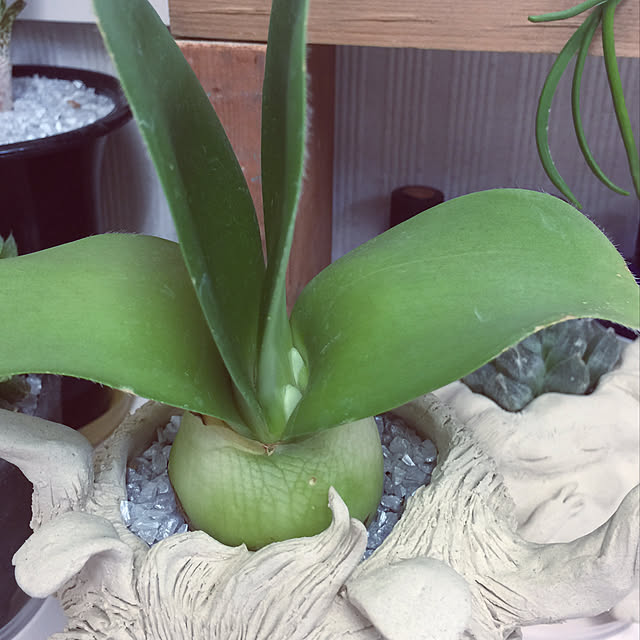 .さんの実例写真