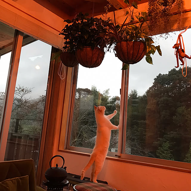 sakurasakuさんの実例写真