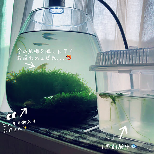 mangoさんの実例写真