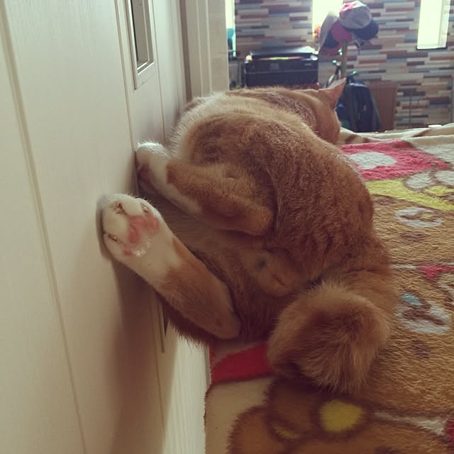 kazuyonさんの実例写真