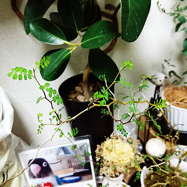 s.p.sunaoさんの実例写真