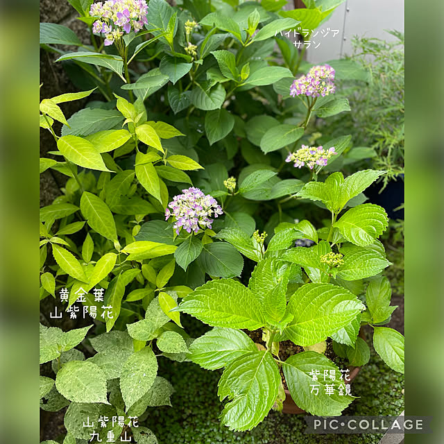 buchiさんの部屋