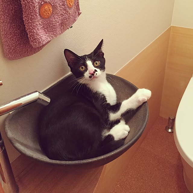 kachumomoさんの実例写真