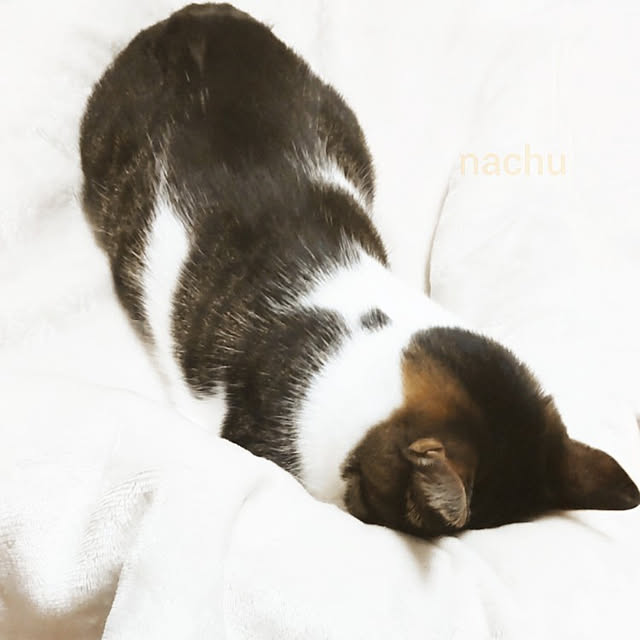 nachuさんの実例写真