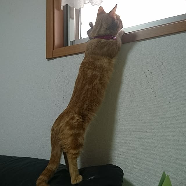 shinobuさんの実例写真