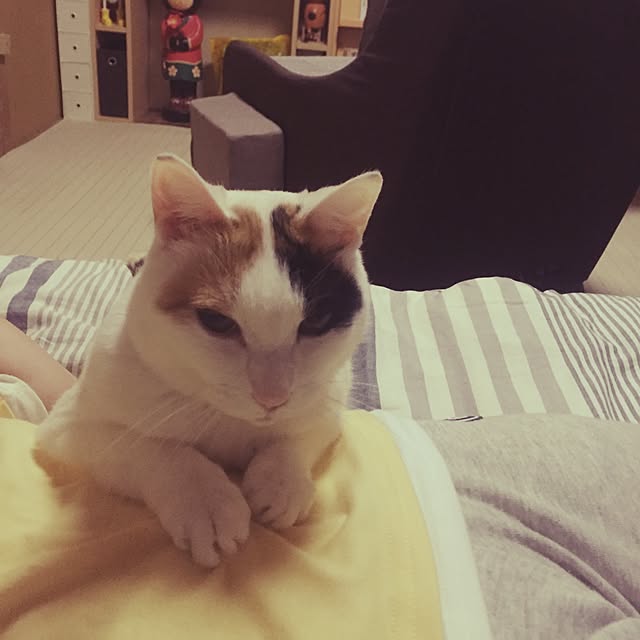 yocchiさんの実例写真