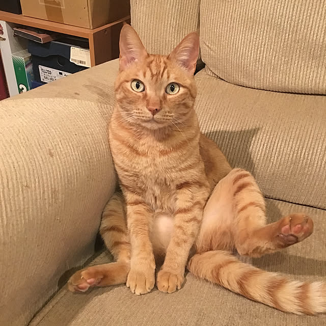 kou-kitiさんの実例写真