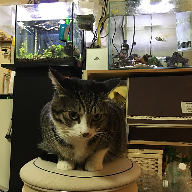kimikimiさんの実例写真