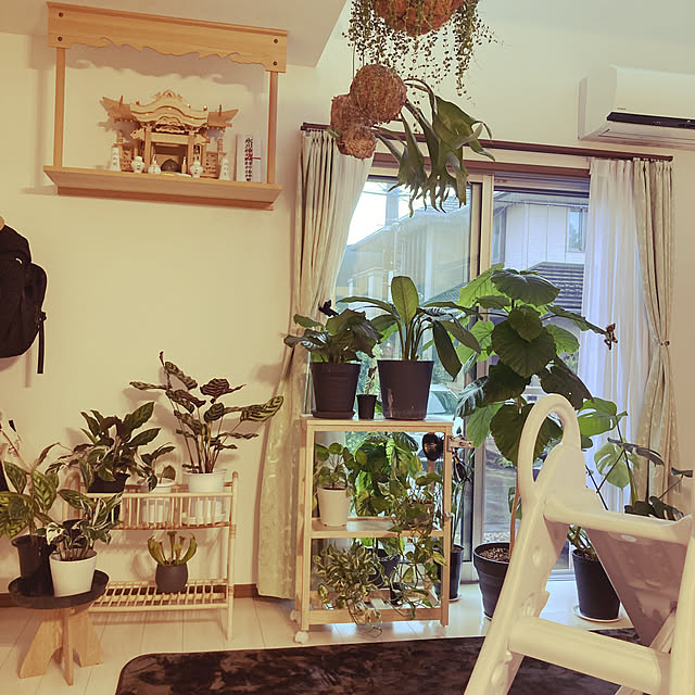 観葉植物/リビングのインテリア実例 - 2022-07-13 14:54:23