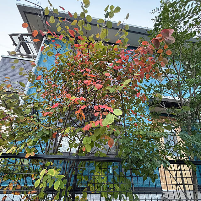 applepieさんの部屋