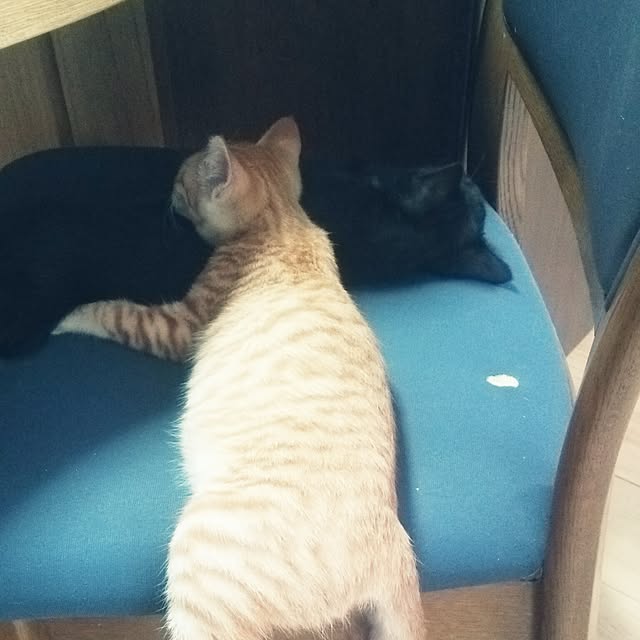 kiyohima229さんの実例写真