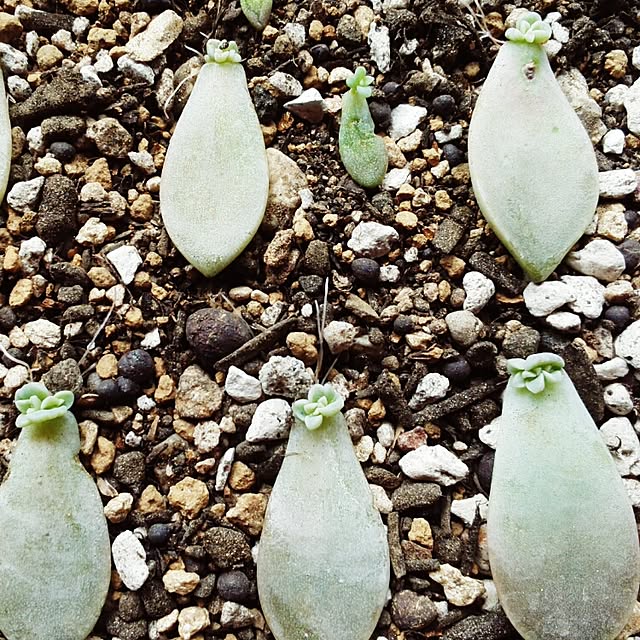 玄関/入り口/多肉植物のインテリア実例 - 2015-09-27 11:28:07