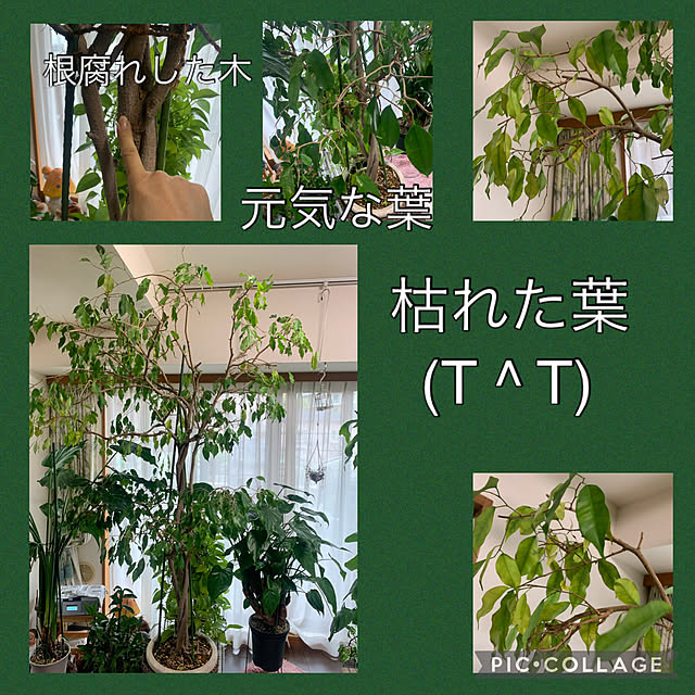 Aqettyさんの実例写真