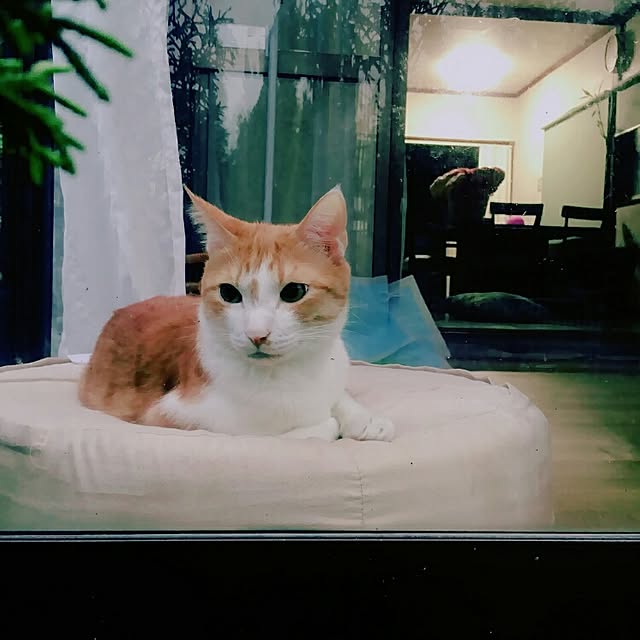 eminchoさんの実例写真