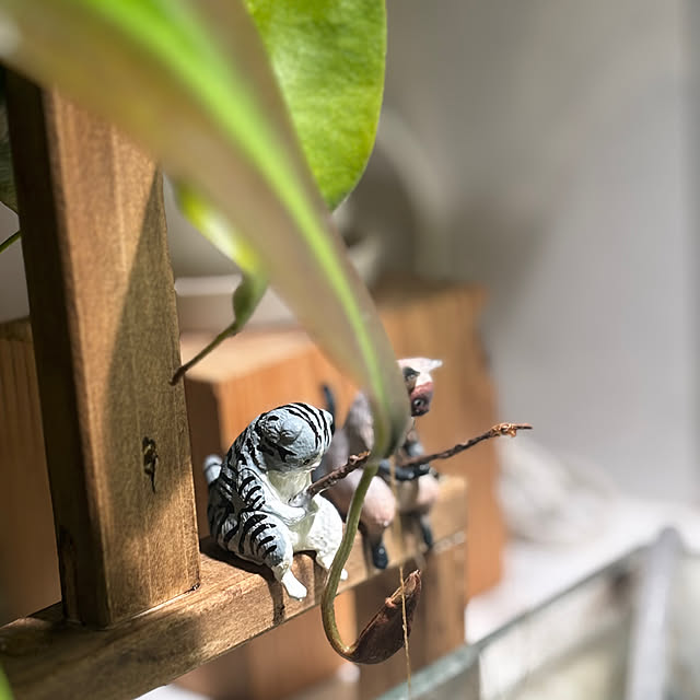 greycatsさんの部屋