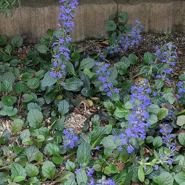 machikomamaさんの実例写真