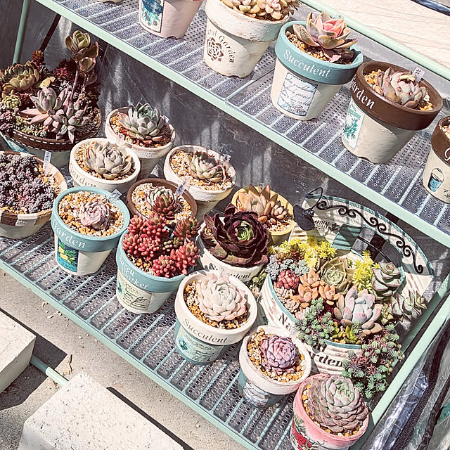 purpureさんの実例写真