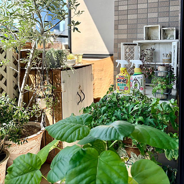 momo_sanさんの実例写真