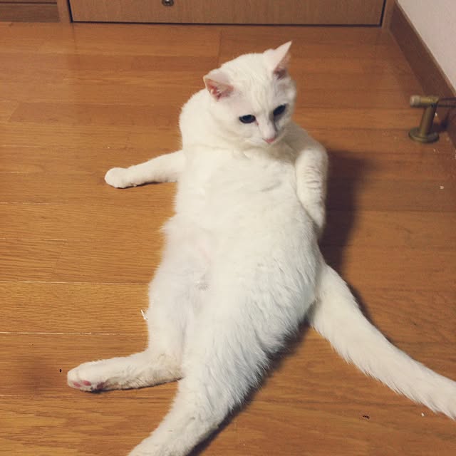 Kinanさんの実例写真