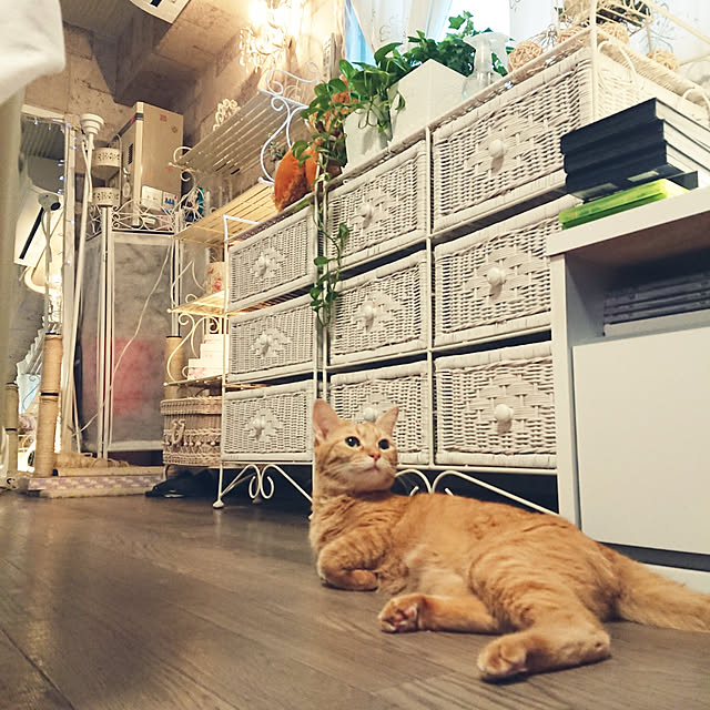 asuminさんの実例写真