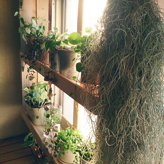 miporin0711さんの実例写真