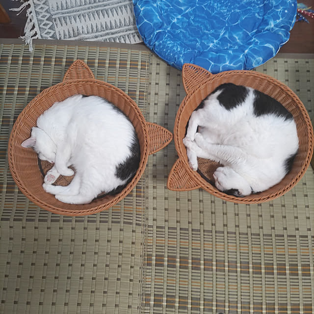 yuuさんの実例写真