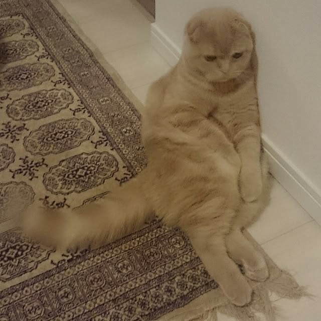 MarshmallowMuffinさんの実例写真
