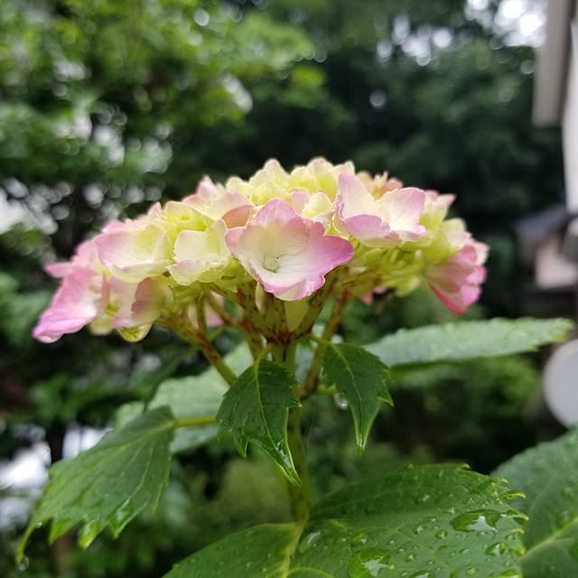 midoriさんの実例写真