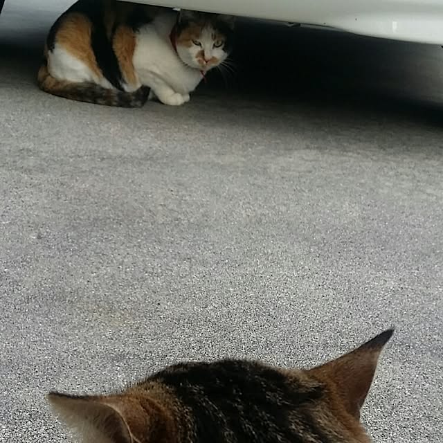 lemoned1126さんの実例写真