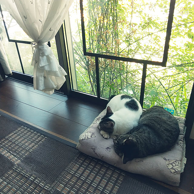 Mikaさんの実例写真