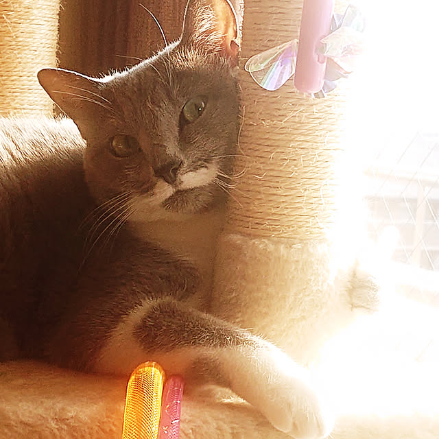 chondyさんの実例写真