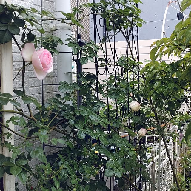 Bienvenueさんの部屋