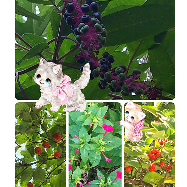 cherrycherryさんの実例写真