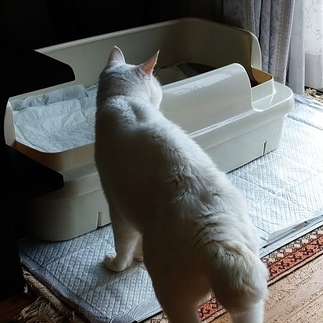 38catさんの部屋