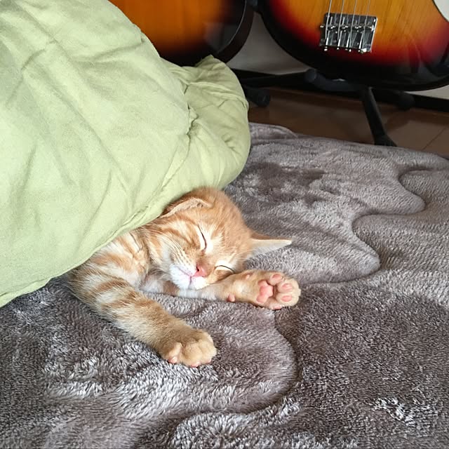 konekoさんの実例写真