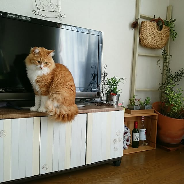 taikoさんの実例写真