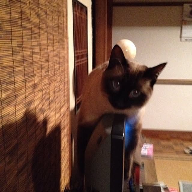 salyuさんの実例写真