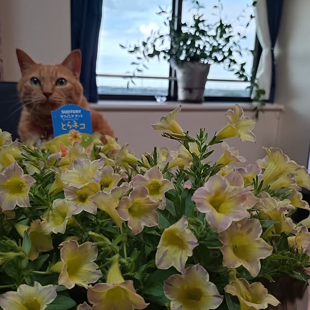 NOAHさんの部屋