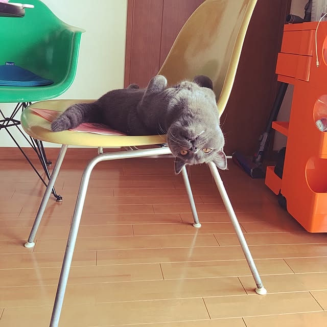 Shojiさんの実例写真